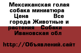 Мексиканская голая собака миниатюра › Цена ­ 53 000 - Все города Животные и растения » Собаки   . Ивановская обл.